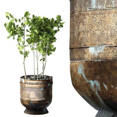 现代盆栽植物花盆